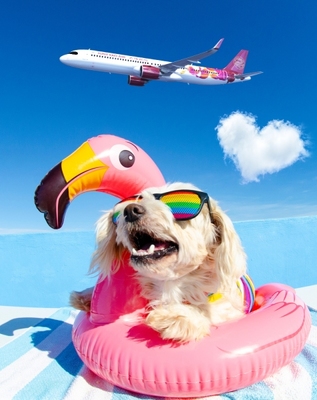 吉祥航空“宠物畅飞卡”上市,专为爱宠人士量身设计